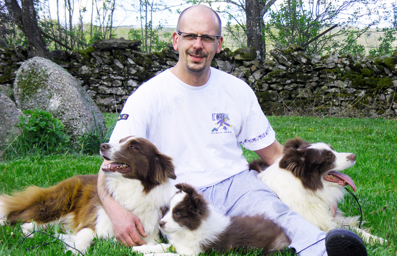 photo borders collie dogs