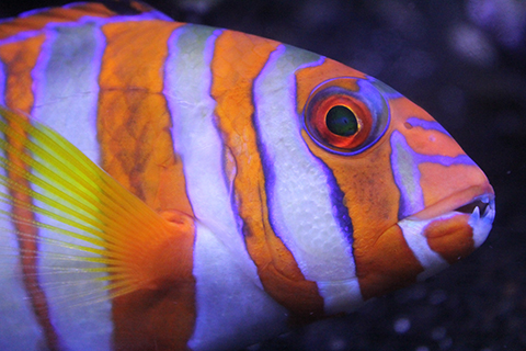 Poisson d'avril de l'Afnic 2016